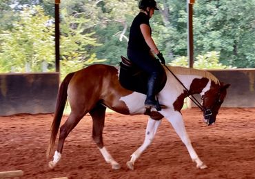 APHA horse leased in Rowan County NC