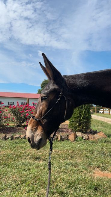 Mule in riding lesson program NC