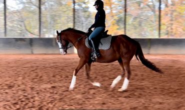 Covered arena- Riding Lessons - Dressage Horse for lease Cleveland NC