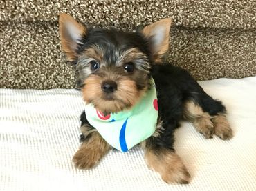 Yorkie