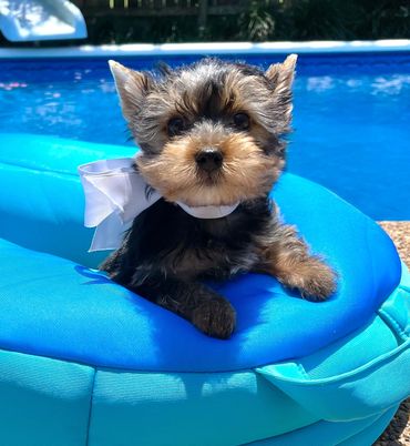 Yorkie