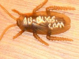 4B-Bugs