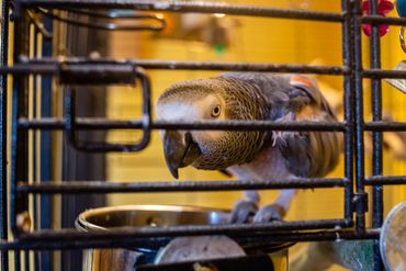 a parrot in the cage eating