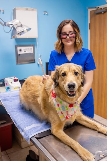 Picture of dog with woman