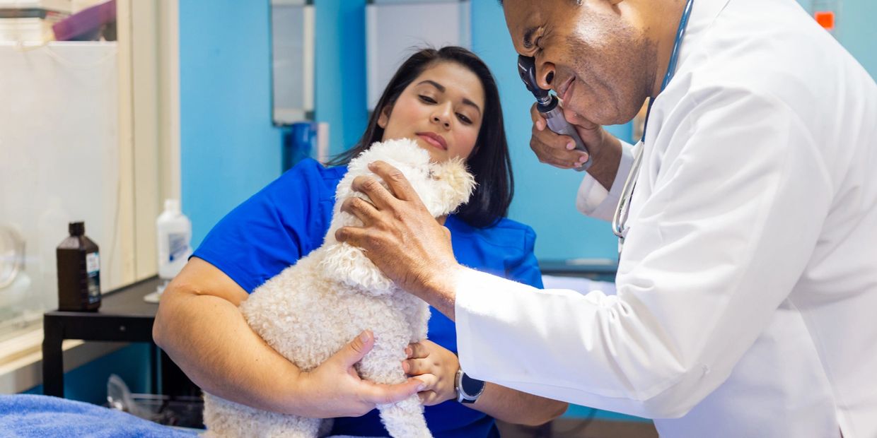 A vet looking at a small white dog