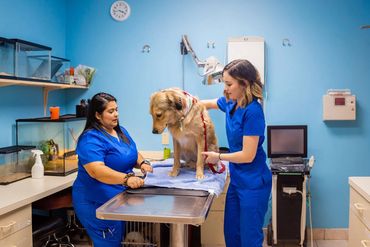 two women vet with a dog