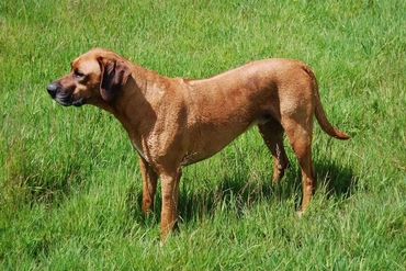Rhodesian Ridgeback