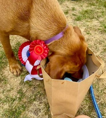 Dog training, 1st prize
