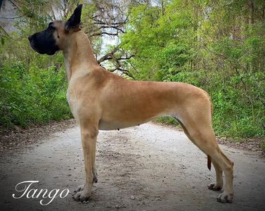 Fawn Great Dane in Ocala