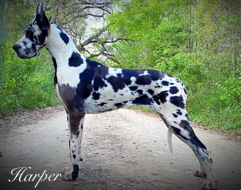 Harlequin Great Dane female