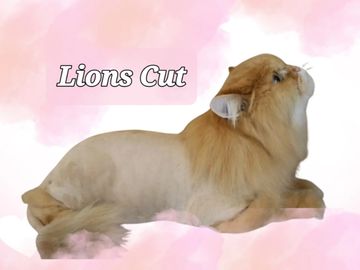 Lions Cut on cats or dogs best groomer in Antelope Roseville area