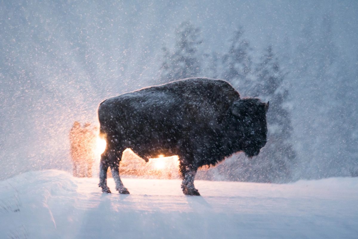 Bison in headlights, by Charlie Lansche Bison in headlights, by Charlie Lansche