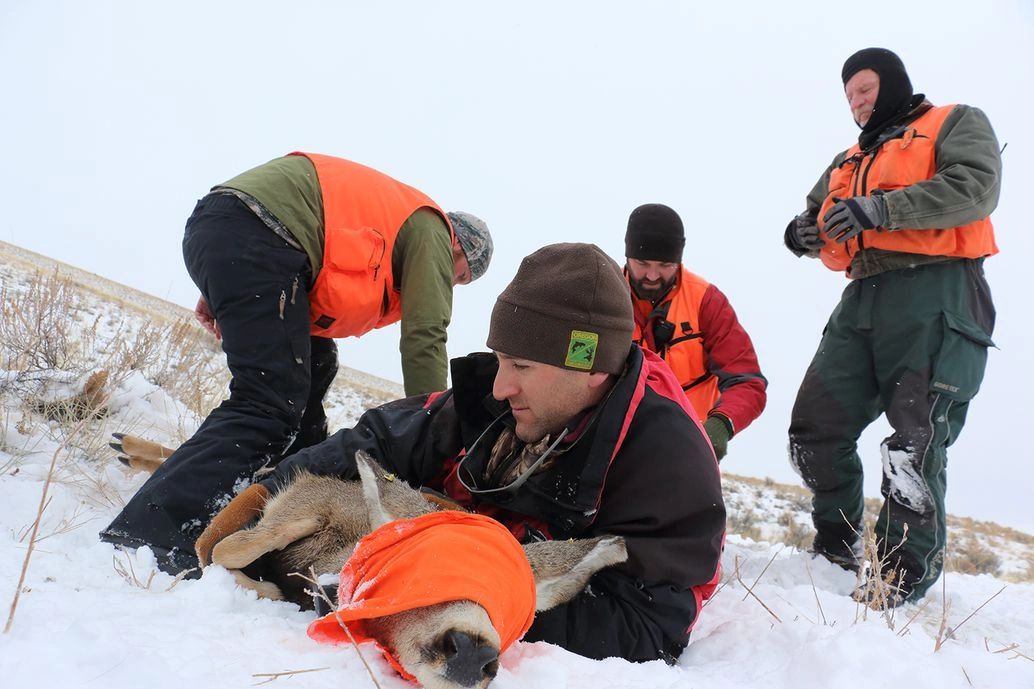 Huggers are usually volunteers wanting a close encounter with wildlife. They have to maintain a full-body hold on animals while scientists attach trackable GPS collars. Kris Millgate/www.tightlinemedia.com Huggers are usually volunteers wanting a close encounter with wildlife. They have to maintain a full-body hold on animals while scientists attach trackable GPS collars. Kris Millgate/www.tightlinemedia.com