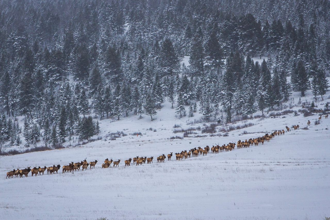 Migrating Elk Migrating Elk