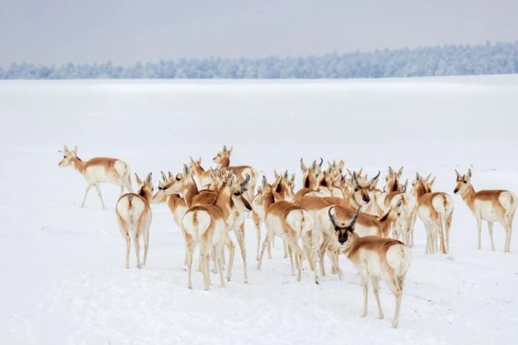 Pronghorn, Getty Images Pronghorn, Getty Images