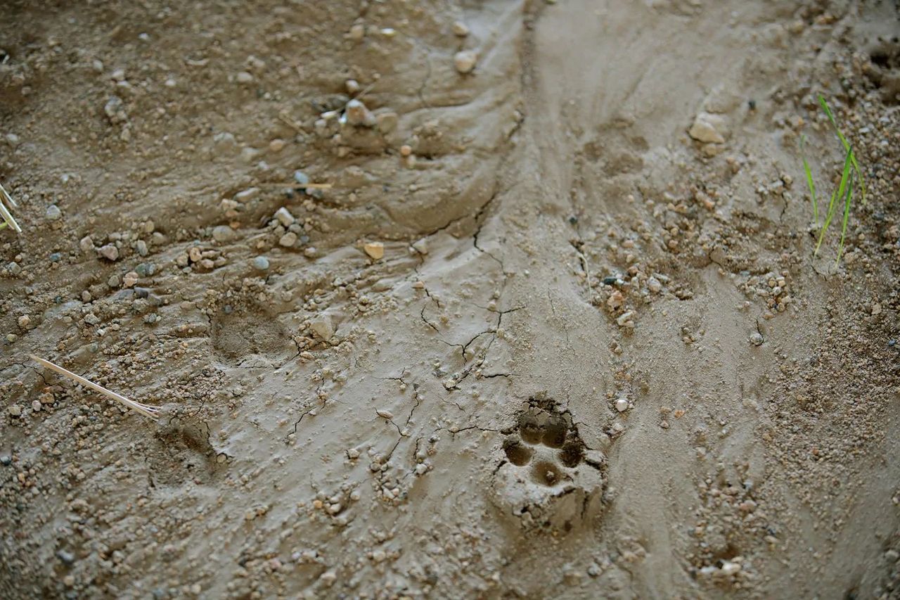Tracks provide evidence that animals use the $3.5 million tunnel project. (Matthew Staver for The Washington Post/For The Washington Post) Tracks provide evidence that animals use the $3.5 million tunnel project. (Matthew Staver for The Washington Post/For The Washington Post)