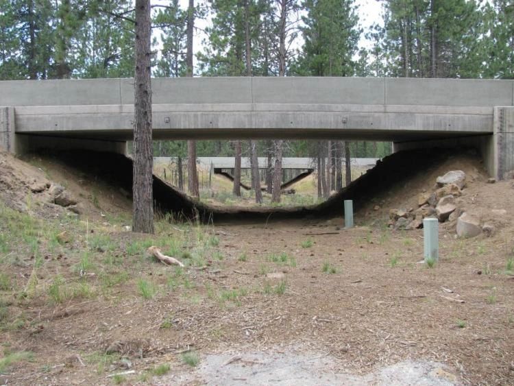 Wildlife Passage Structure on Highway 97 in Central Oregon. Photo Credit: Simon Wray, ODFW Wildlife Passage Structure on Highway 97 in Central Oregon. Photo Credit: Simon Wray, ODFW