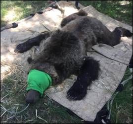 Sedated bear Sedated bear