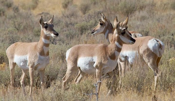 Pronghorn antelope in Idaho (Credit: Jean Bjerke) Pronghorn antelope in Idaho (Credit: Jean Bjerke)