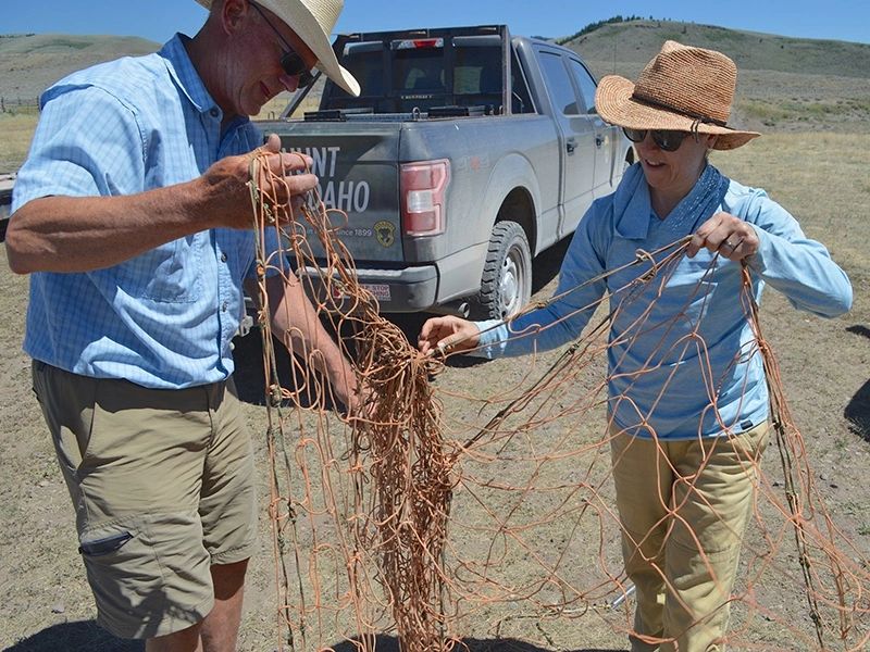 Two volunteers with Henry’s Fork Wildlife Alliance assisting with preparing nets that helped with capturing and collaring pronghorn antelope for research on their winter migration routes. Credit: Josh Rydalch Two volunteers with Henry’s Fork Wildlife Alliance assisting with preparing nets that helped with capturing and collaring pronghorn antelope for research on their winter migration routes. Credit: Josh Rydalch