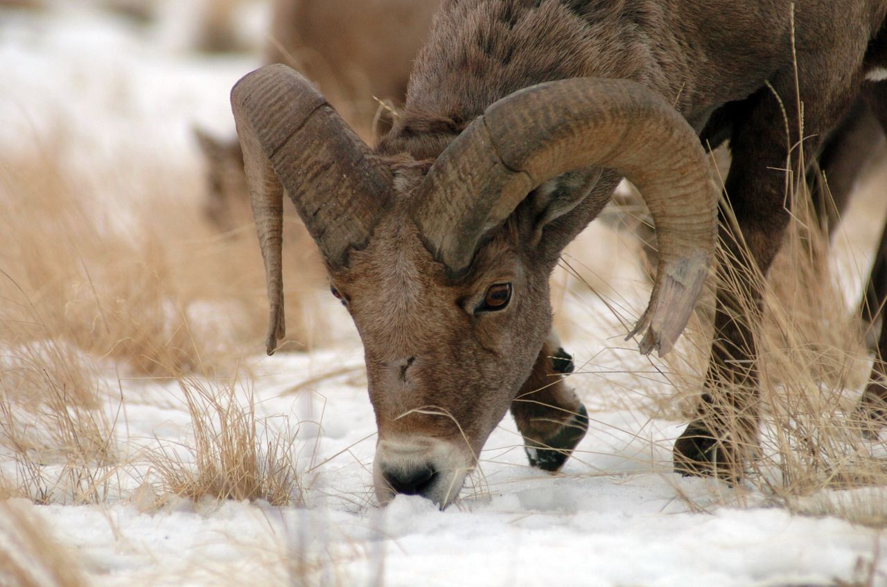A ram grazes along the roadside. (Martin Kidston/Missoula Current file photo) A ram grazes along the roadside. (Martin Kidston/Missoula Current file photo)