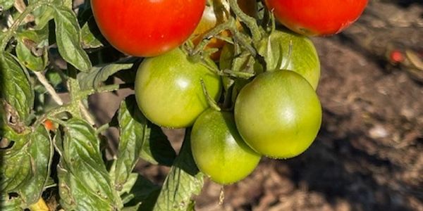 Cluster of ripe red and unripe green tomatoes on the vine in a garden.