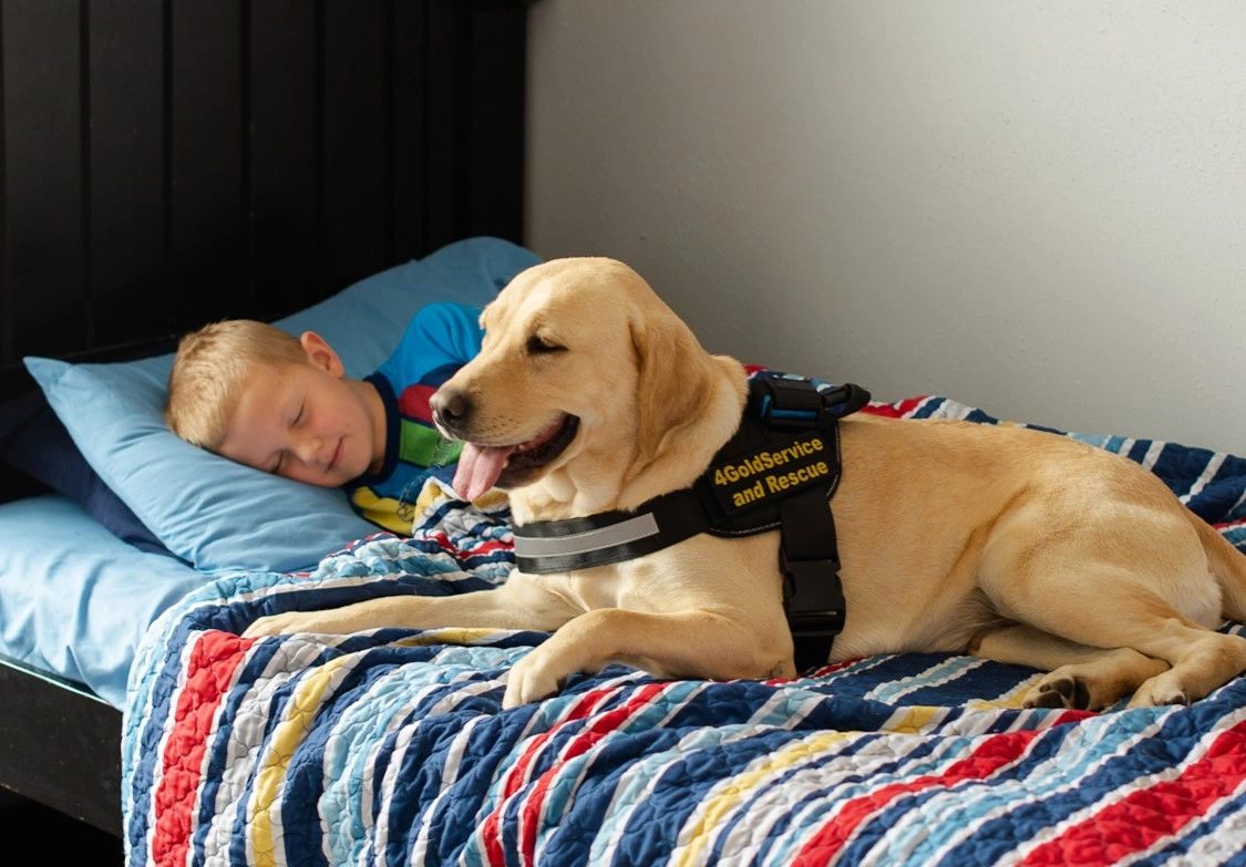 Diabetes Alert Dog with sleeping child