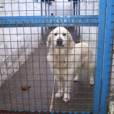 Golden Retriever in a kennel that needs to be rescued.