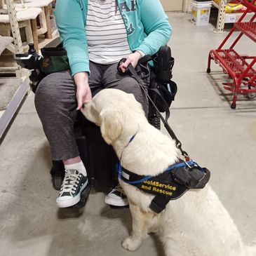 Golden Retriever service dog with person in a wheelchair.