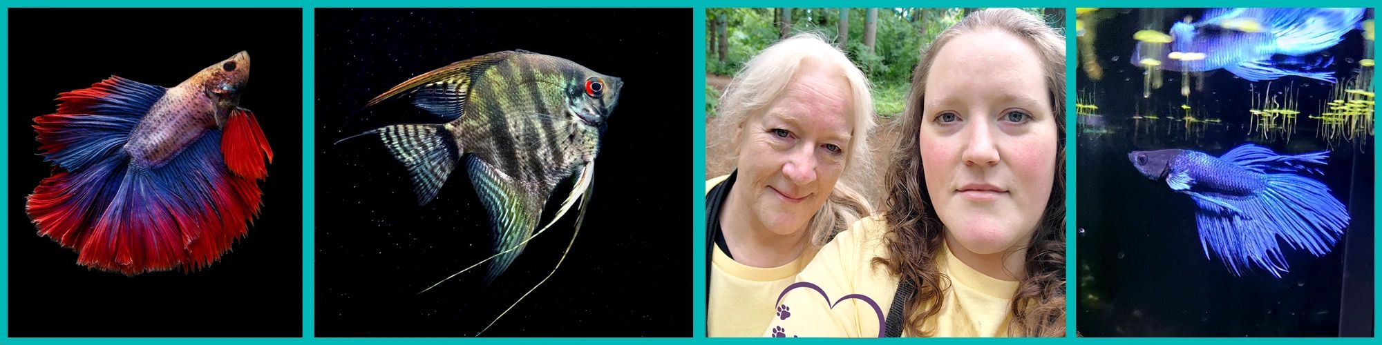 collage of two betta fish, an angel fish and two pet sitters