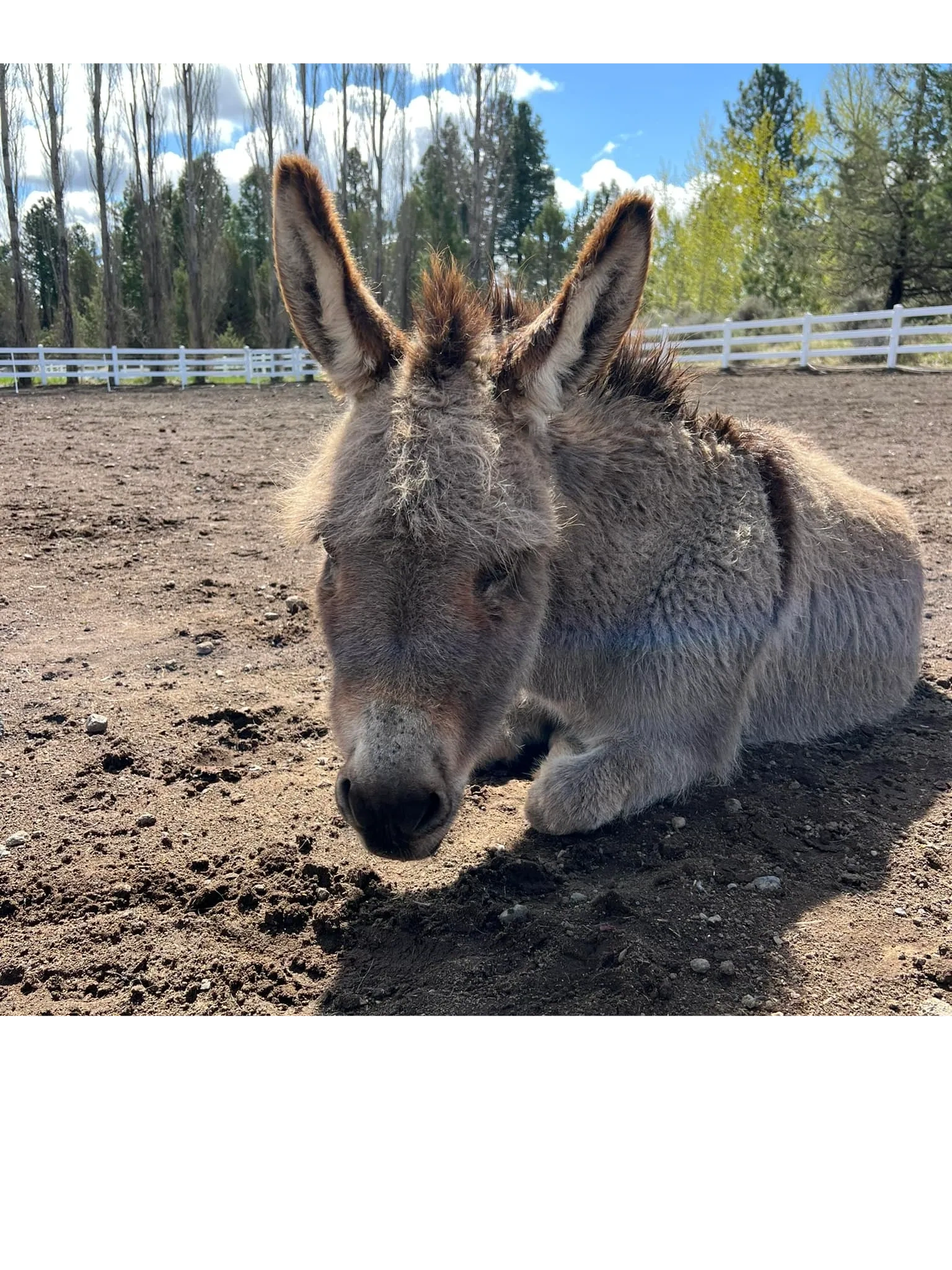 Donkey