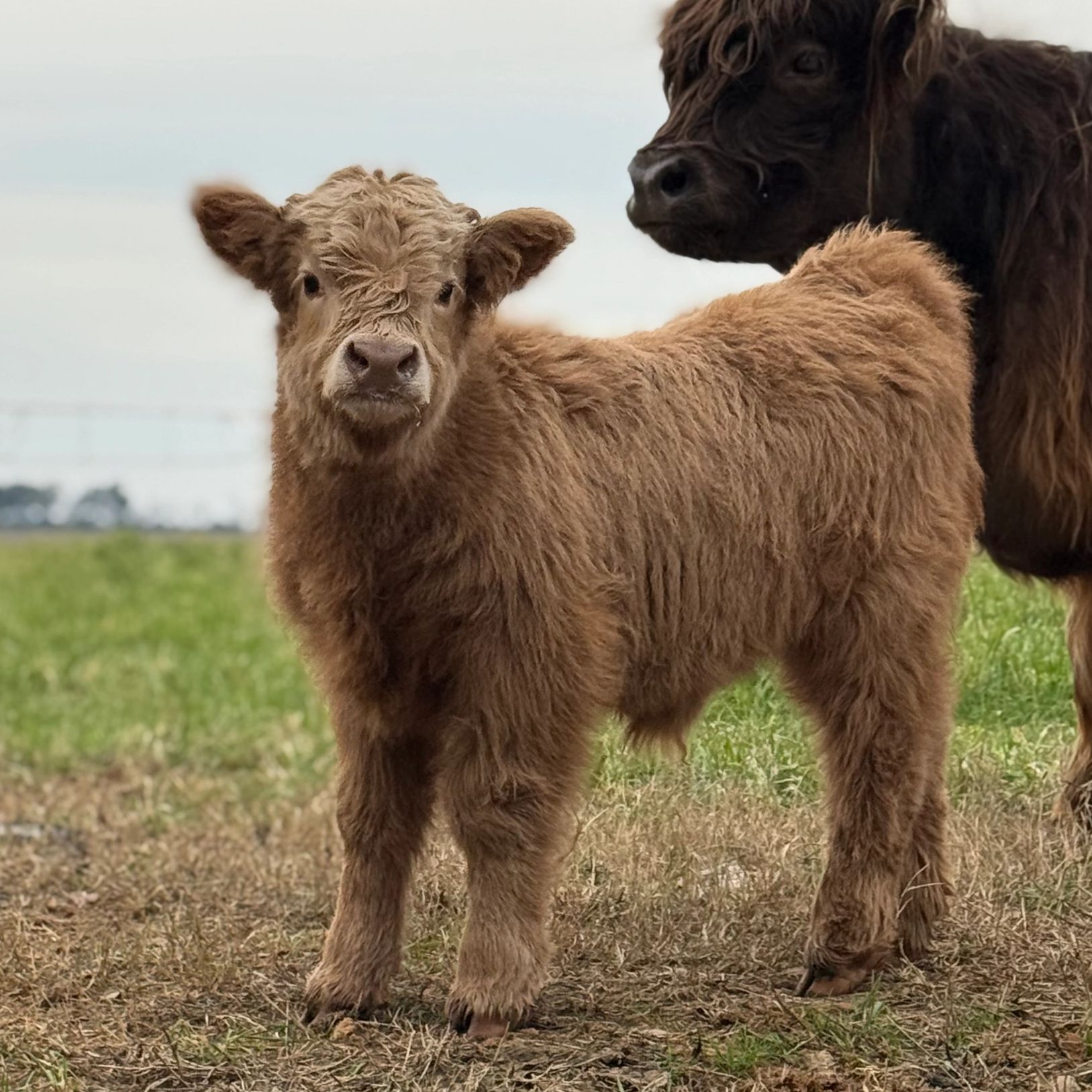 Two fluffy Highland calves standing on grass, one facing the camera.