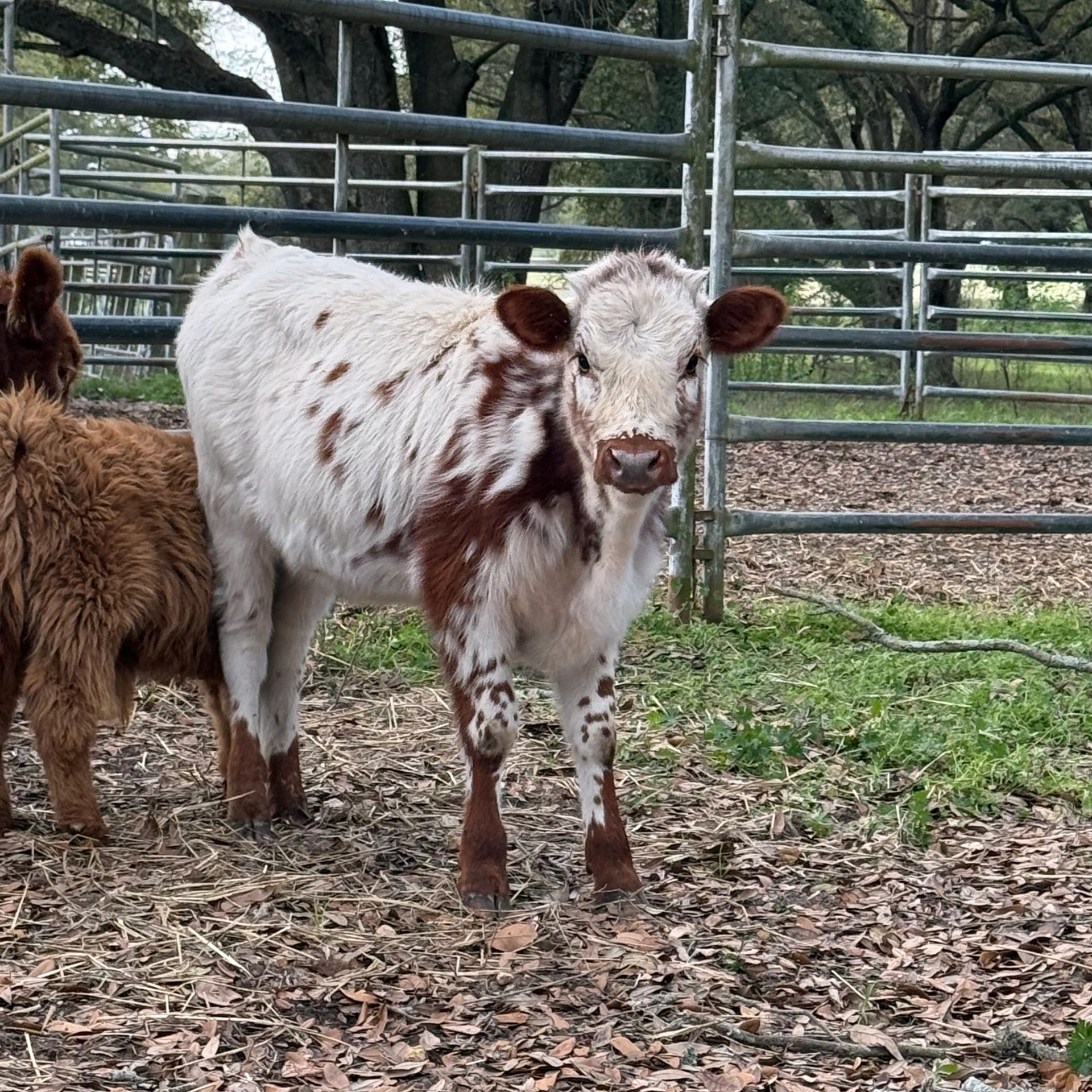 A spotted calf standing in a fenced outdoor area.