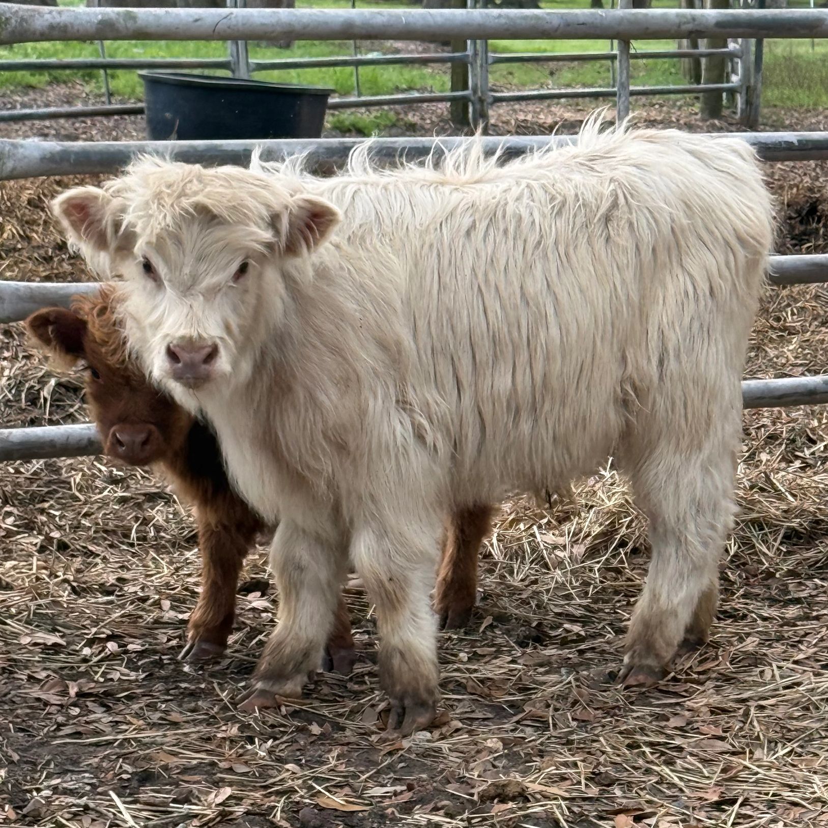 Two calves standing close together inside a fenced area.