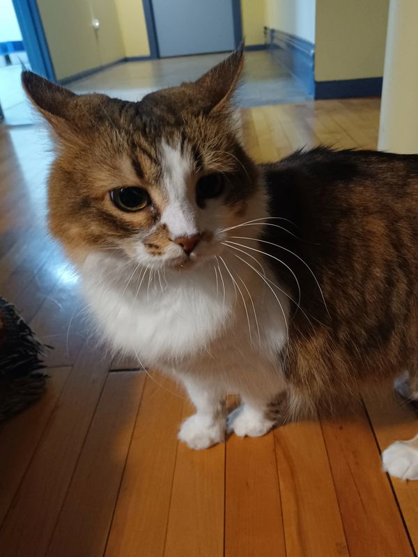 Cora