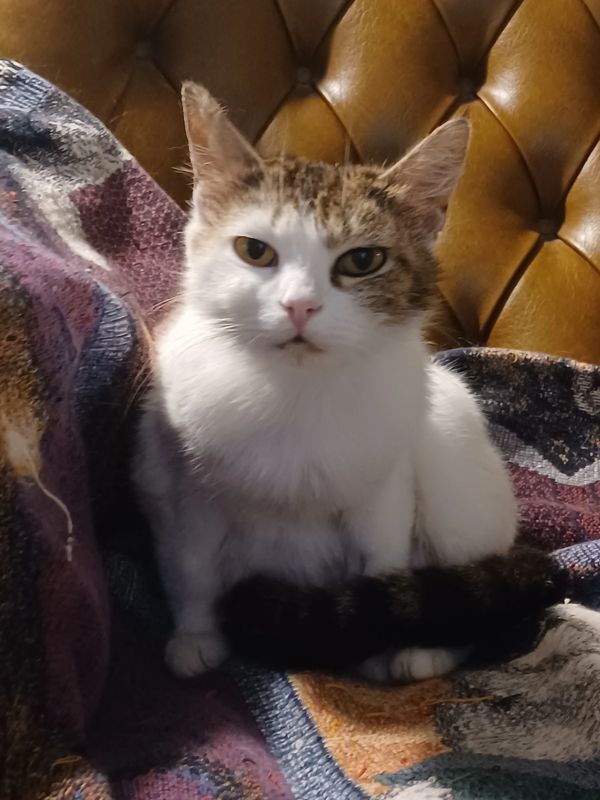 Daisy