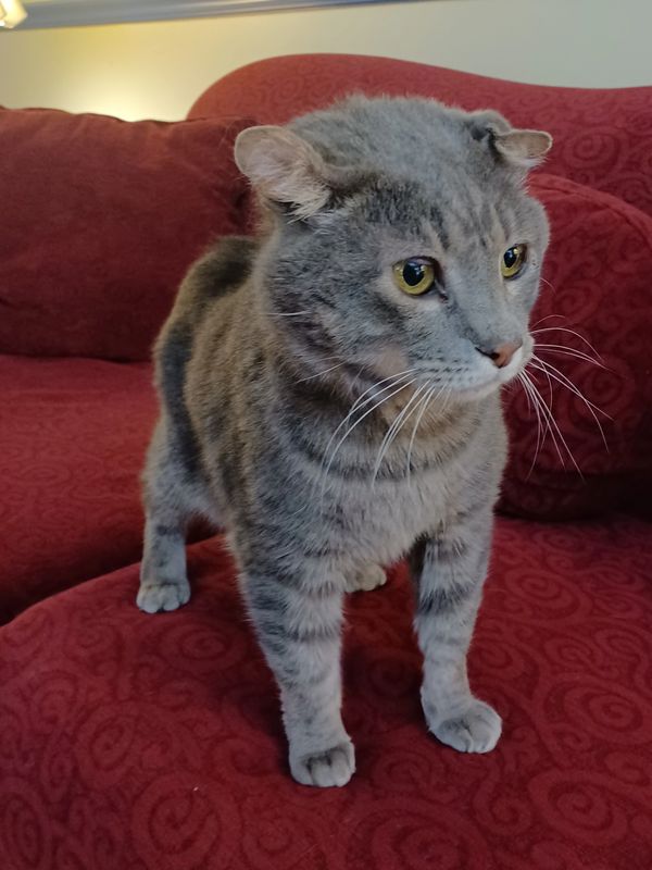 Fritz