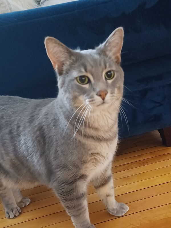 Mr. Biscuits