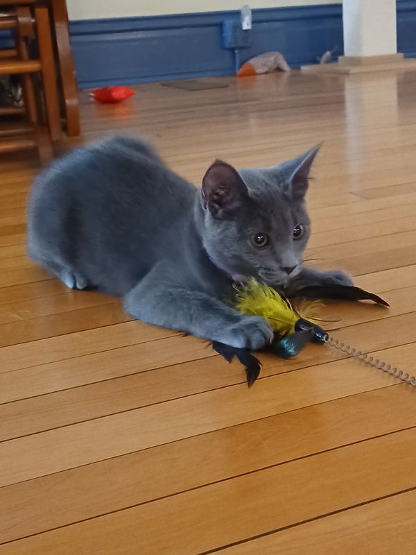 Rory