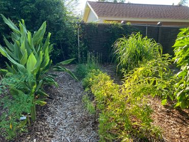 North Florida herbal medicine garden in Tallahassee, Florida.