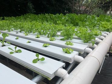 Hydroponics systems in Tallahassee, Florida.