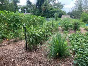 Community garden in Tallahassee, Florida.