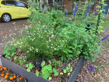 Home vegetable, herb, and flower garden in Tallahassee, Florida.