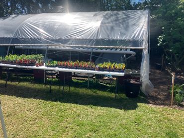 Greenhouse construction and seedlings in Tallahassee, Florida.
