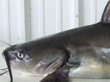 Channel Catfish Glennon Fish Farms Inc. Malone Lake Fish Hatchery