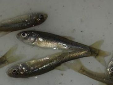 Glennon Fish Farms Inc. Malone Lake Fish Hatchery