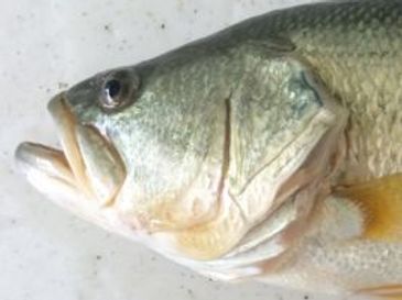 Largemouth Bass Glennon Fish Farms Inc. Malone Lake Fish Hatchery