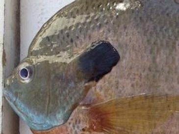 Bluegill Sunfish Glennon Fish Farms Inc. Malone Lake Fish Hatchery