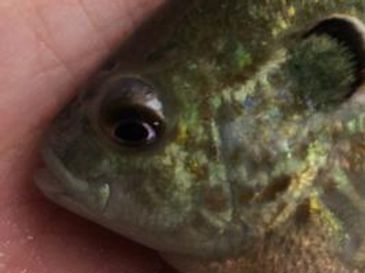 Glennon Fish Farms Inc. Malone Lake Fish Hatchery