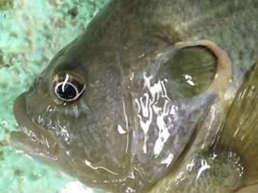 Glennon Fish Farms Inc. Malone Lake Fish Hatchery